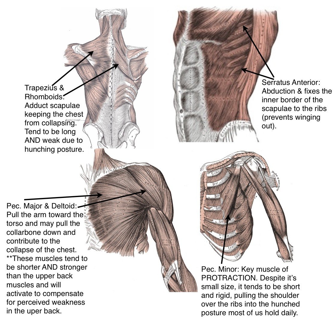 Muscles responsible for proper upper body posture
