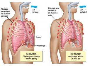 Diaphragm's role in breathing